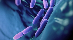 4-Live-Strain-Probiotics