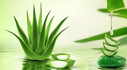 Aloe-Vera