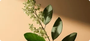 Boswellia