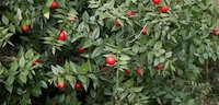 Butcher's Broom Root Extract