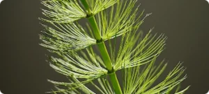 Horsetail