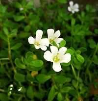 St. John’s Wort Extract