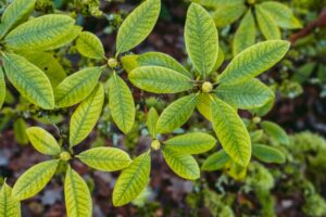 Gymnema Sylvestre